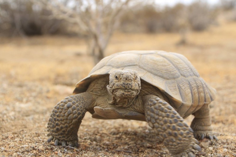 DesertTortoiseDanaWilsonBLM